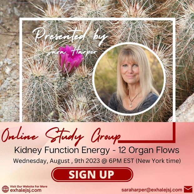 Kidney Function Energy – Online Study Group – The 12 Organ Flows – August 9th (2023)